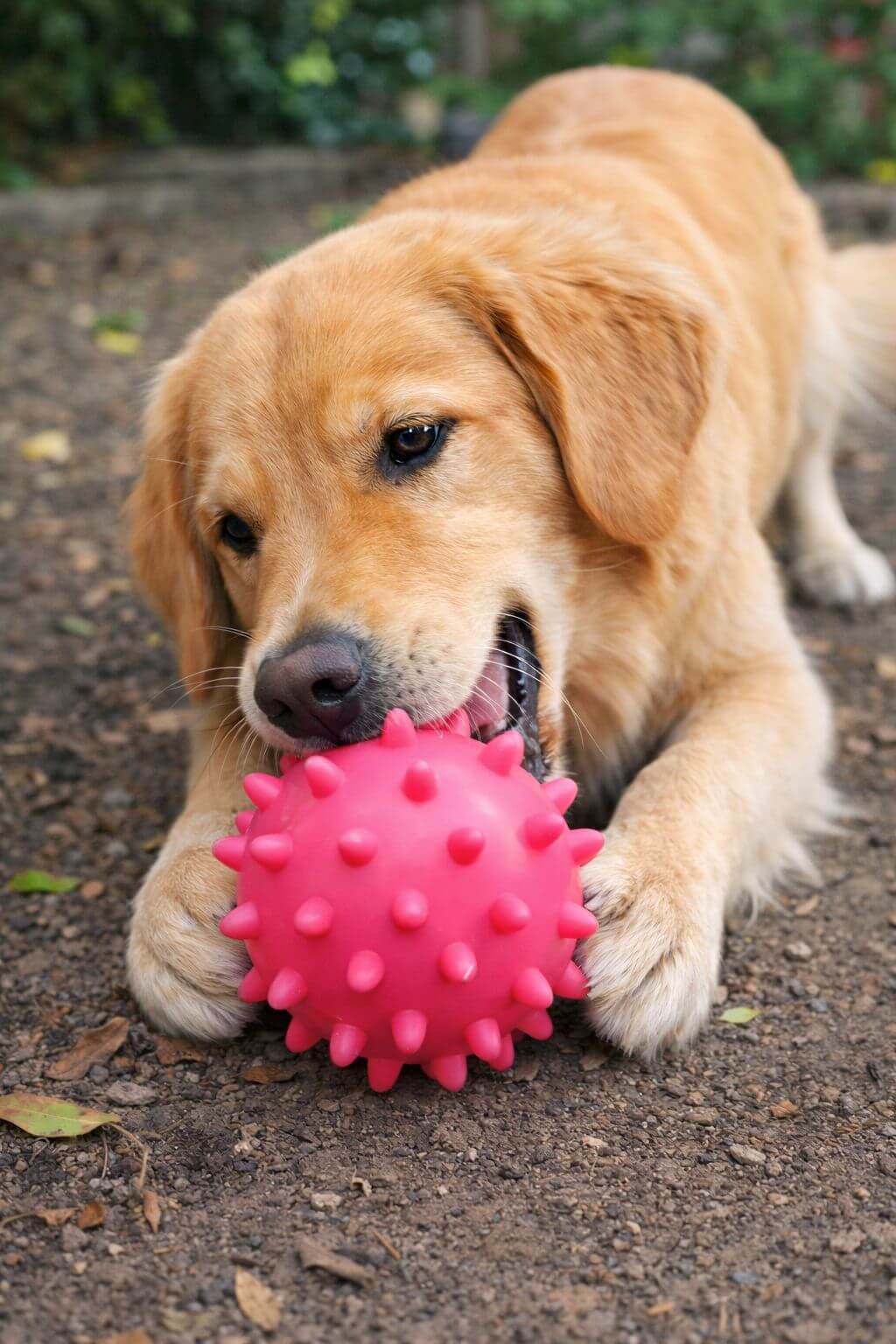Bolinha para Cachorro MOLDA